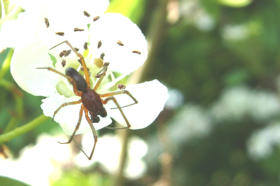 Liocranidae? (Maschio di Linyphiidae?)